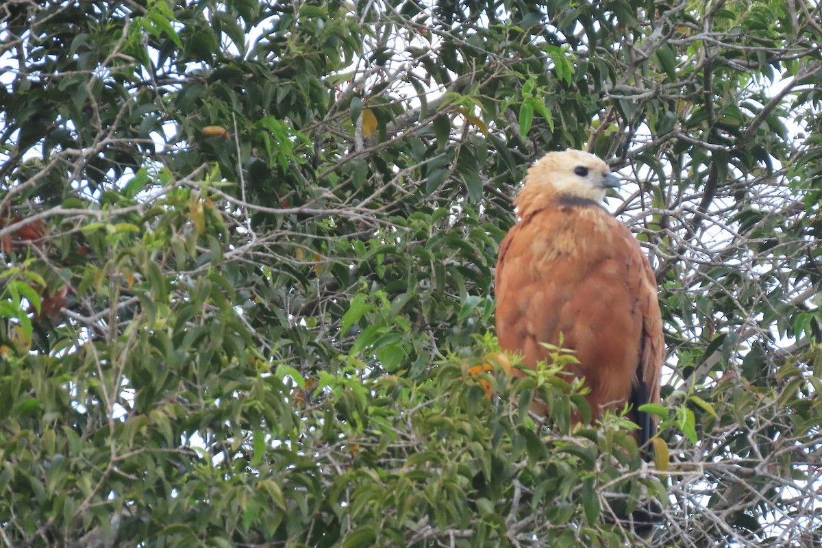 Black-collared Hawk - ML621747968