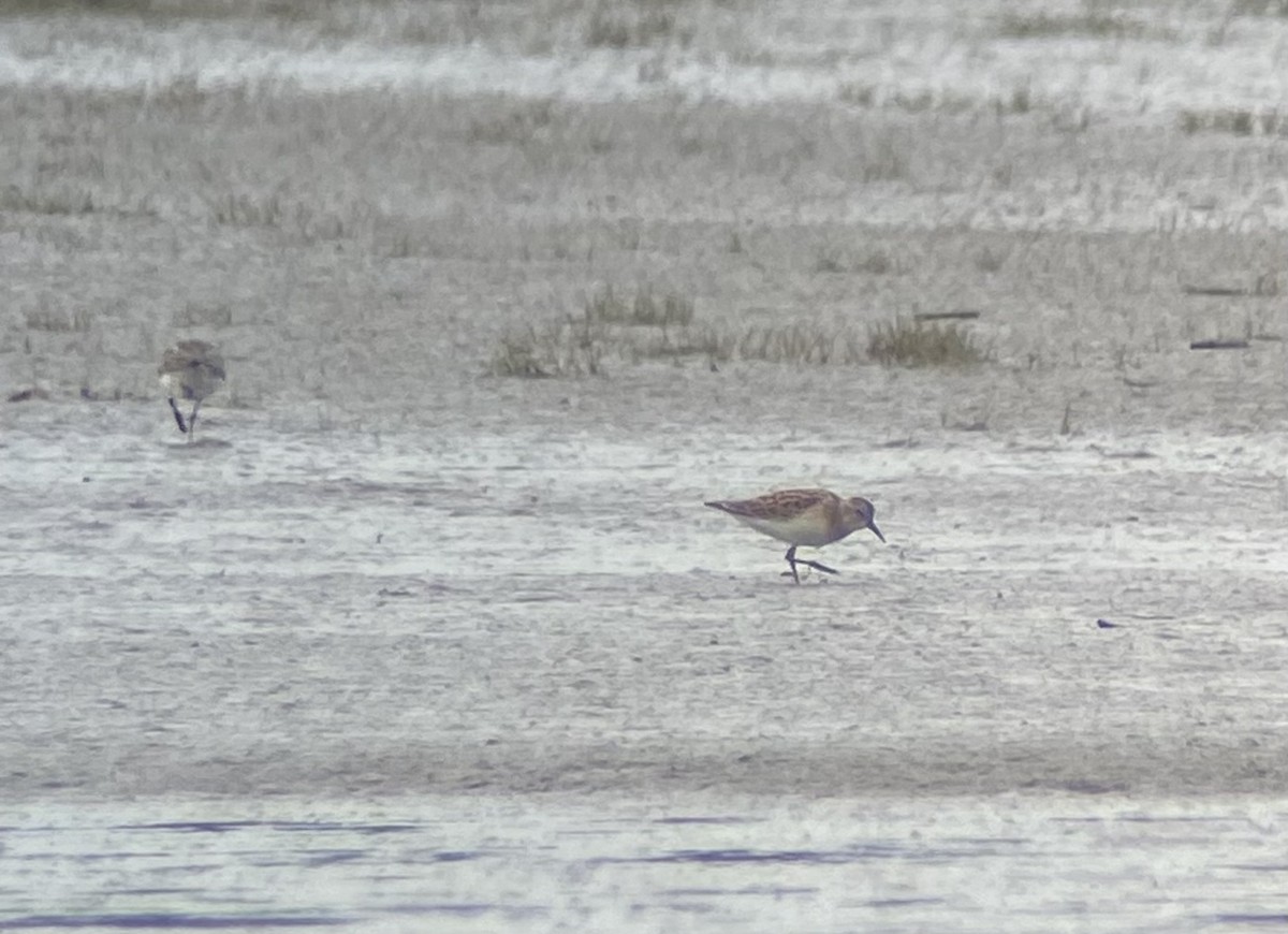 Calidris sp. (peep sp.) - ML621748042