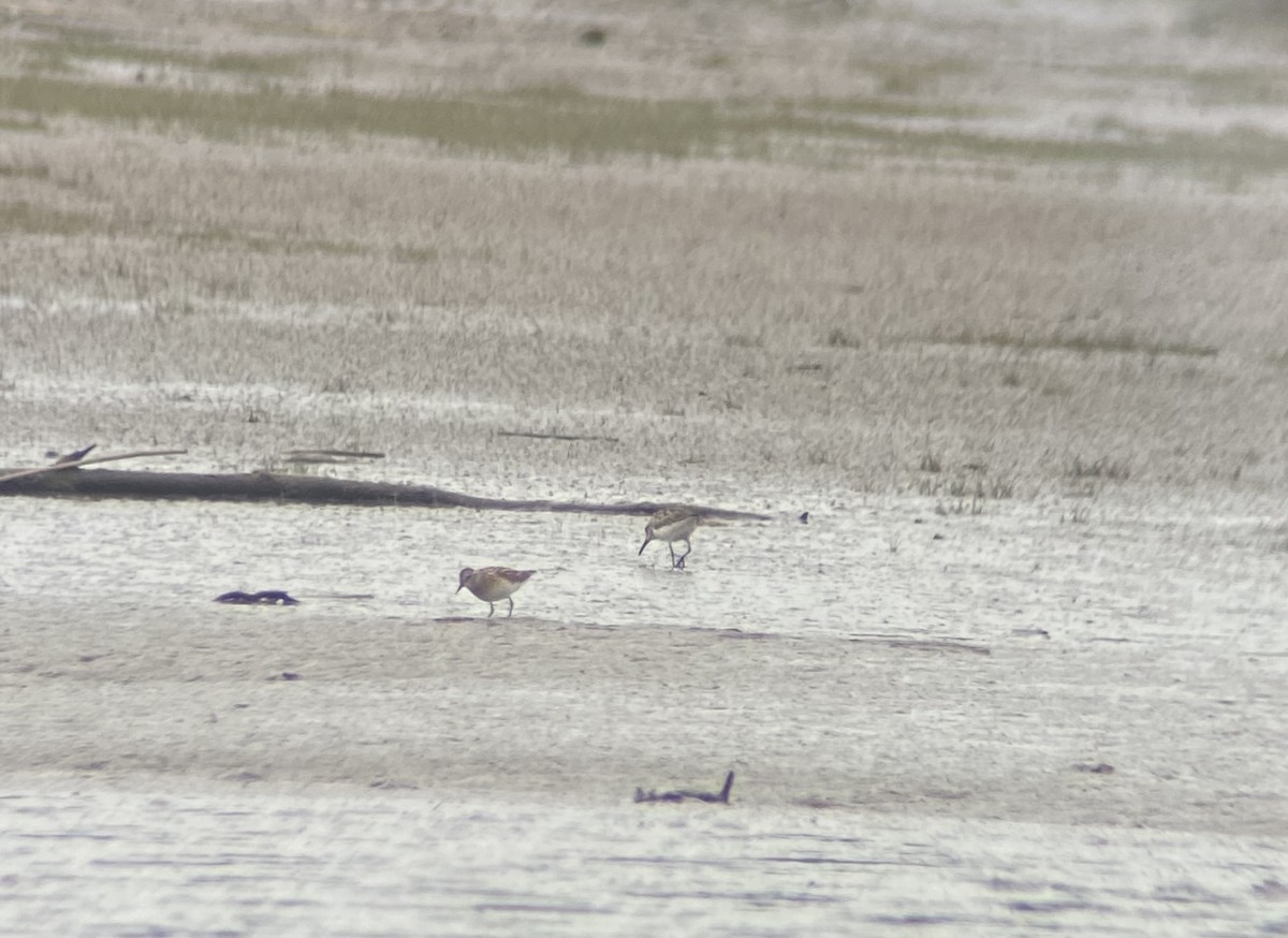 tanımsız küçük kumkuşu (Calidris sp.) - ML621748043