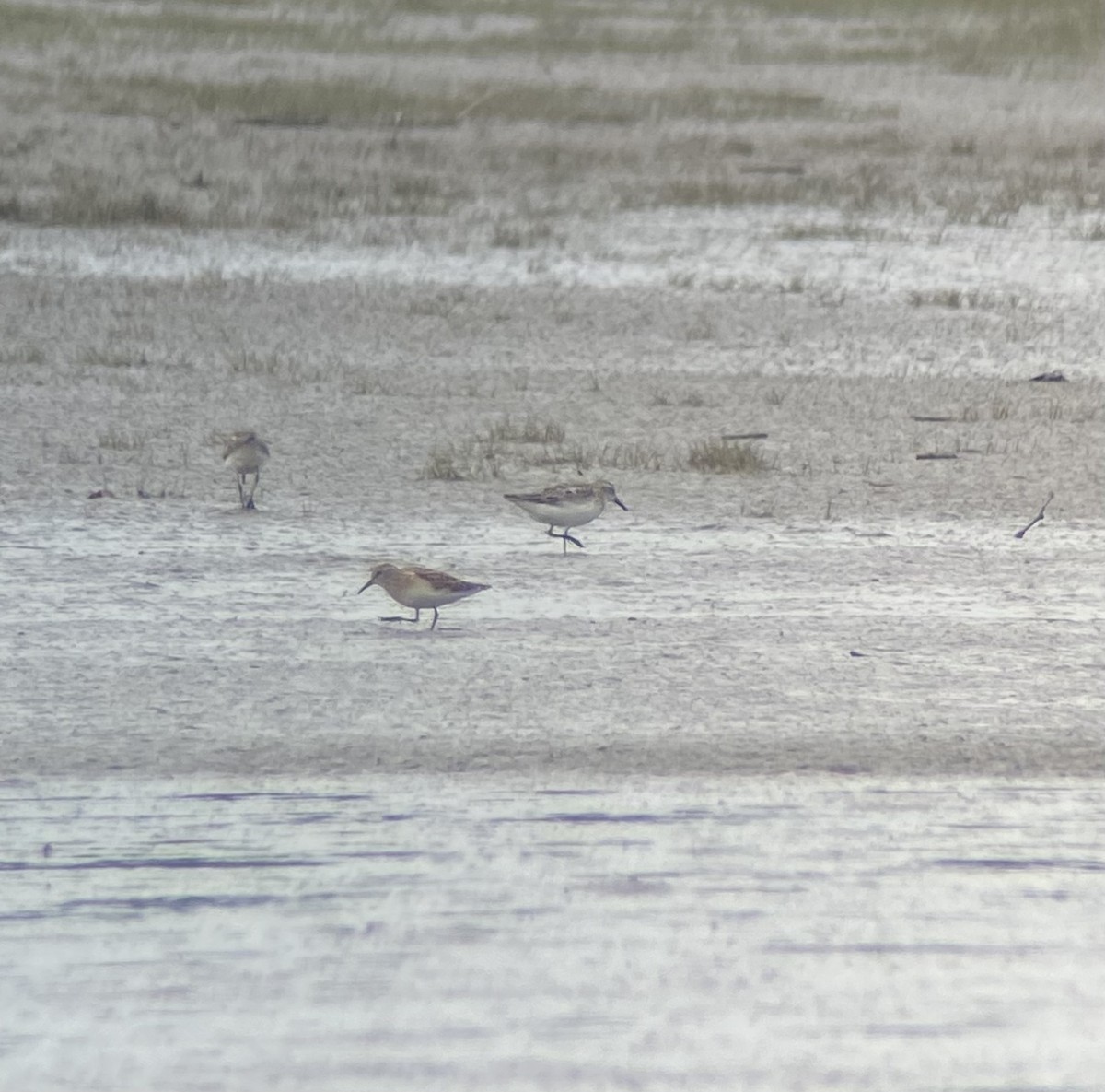 Calidris sp. (peep sp.) - ML621748044