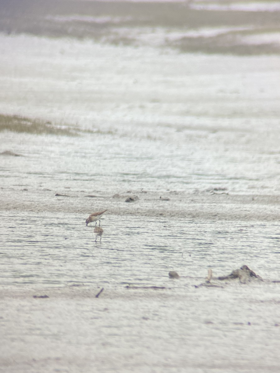 Calidris sp. (peep sp.) - ML621748046