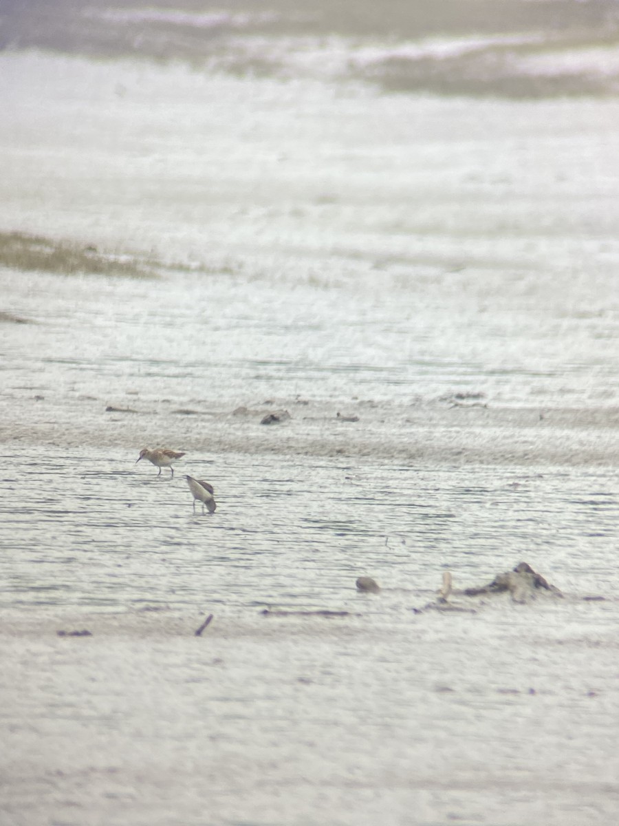 Calidris sp. (peep sp.) - ML621748047