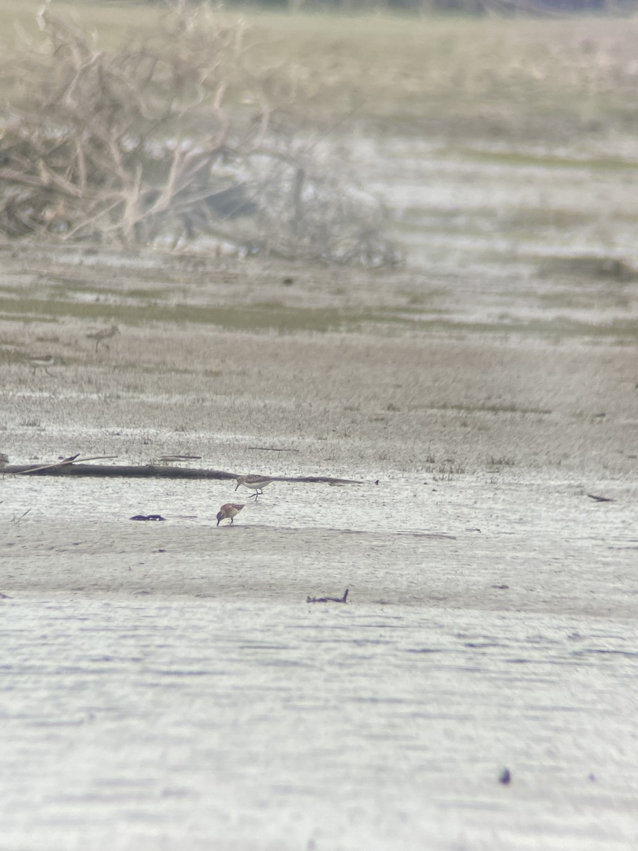 Calidris sp. (peep sp.) - ML621748049