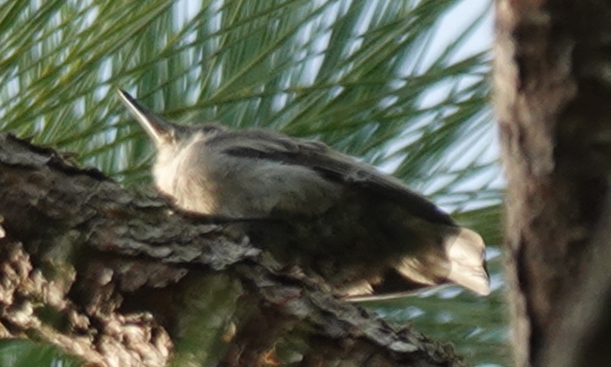 Brown-headed Nuthatch - ML621748089