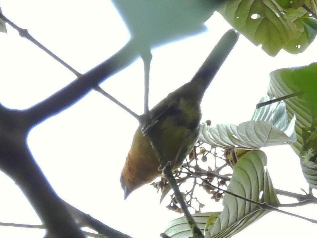 Ochre-breasted Brushfinch - Jhon Carlos Andres Rivera Higuera