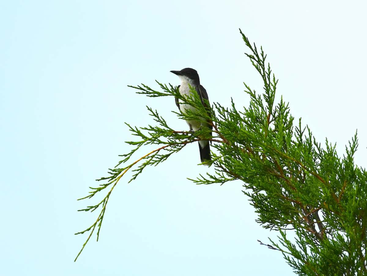 Eastern Kingbird - ML621748110