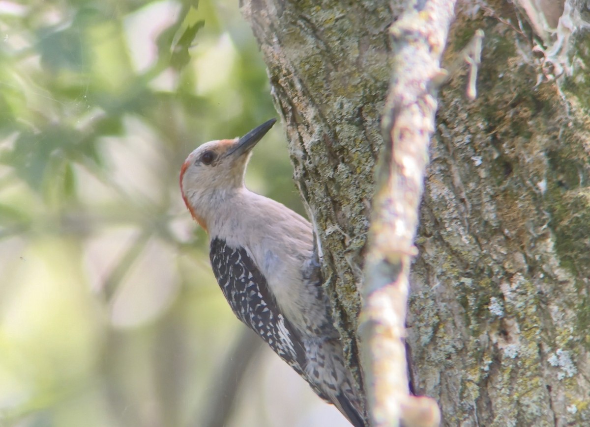 Red-bellied Woodpecker - ML621748135