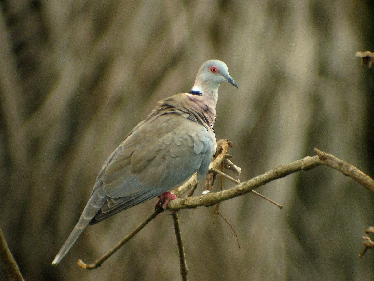 Mourning Collared-Dove - ML621748197