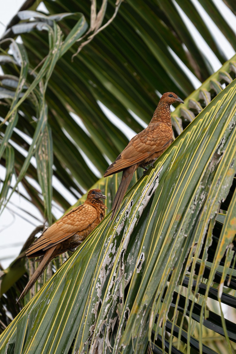 Enggano Cuckoo-Dove - ML621748385