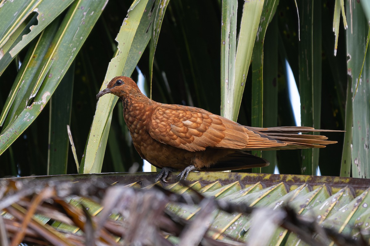 Enggano Cuckoo-Dove - ML621748386