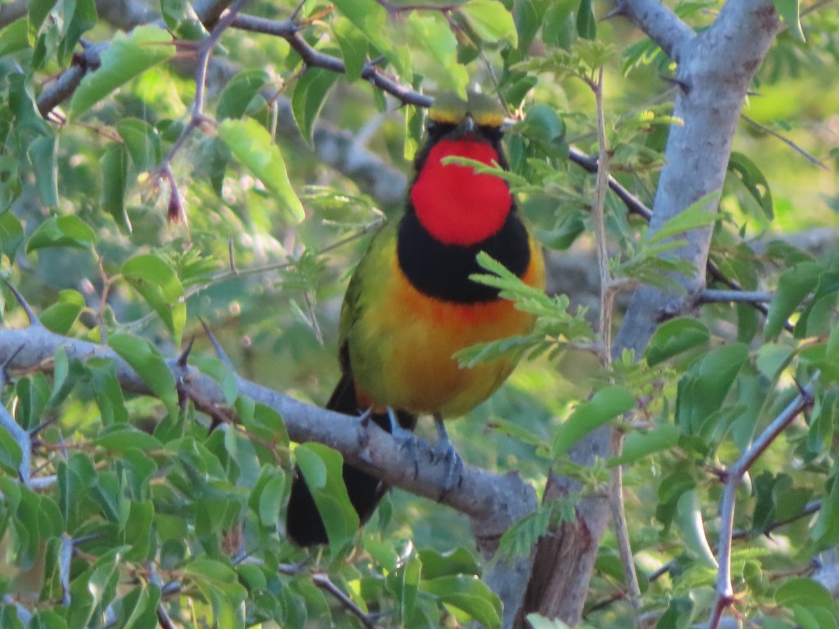 Four-colored Bushshrike (Four-colored) - ML621748453