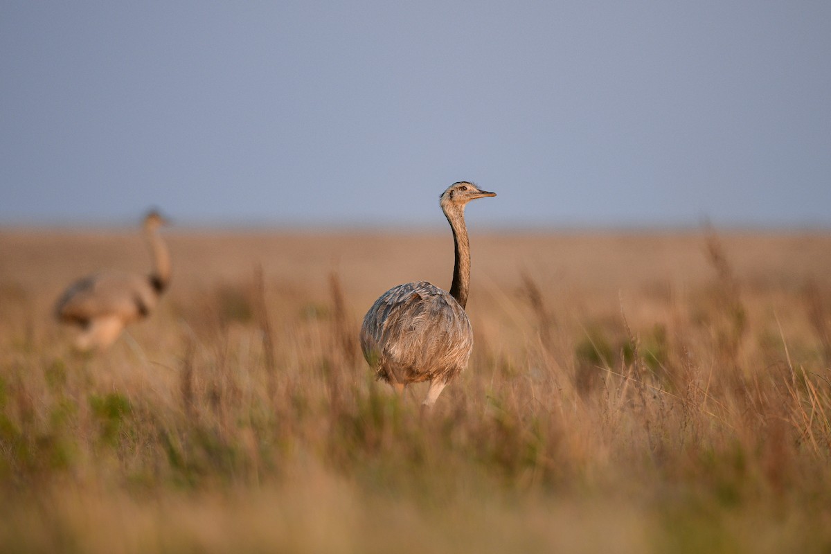 Greater Rhea - ML621748457