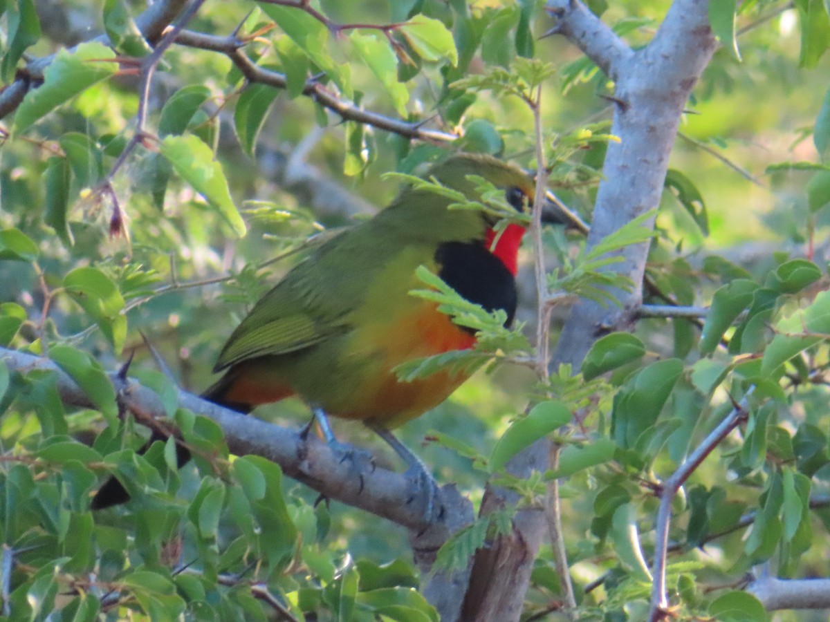 Four-colored Bushshrike (Four-colored) - ML621748496