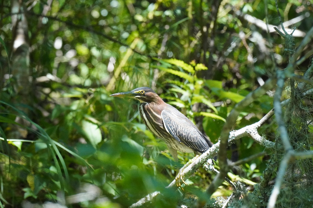 Green Heron - Sarah Rosin