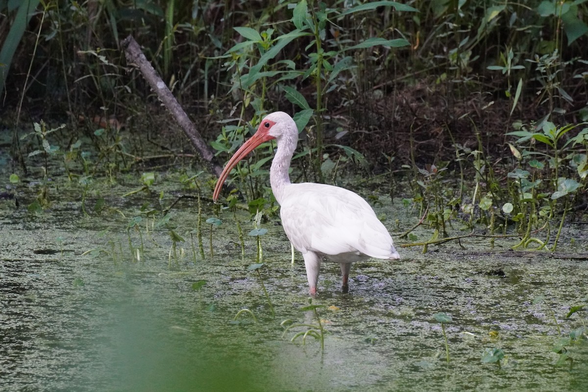 Ibis Blanco - ML621748549