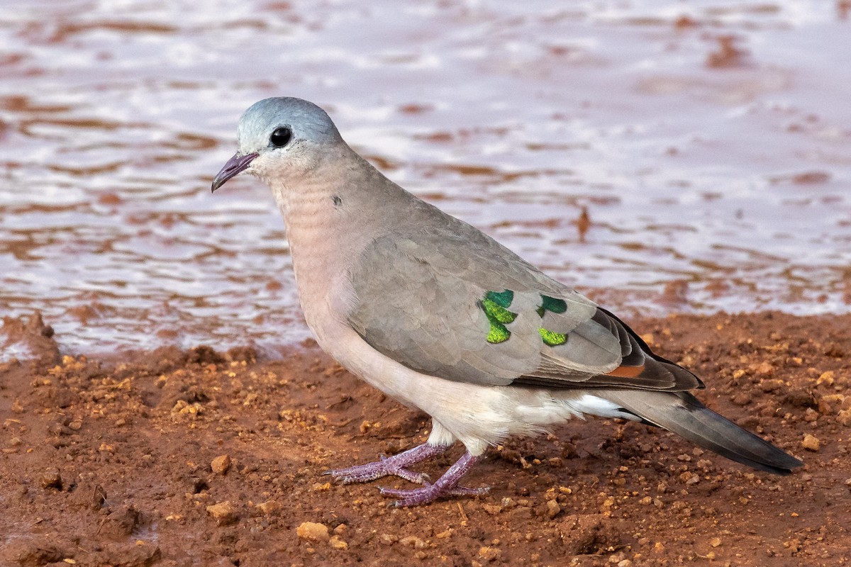 Emerald-spotted Wood-Dove - ML621748571