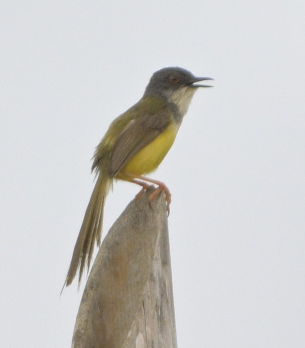 Prinia à ventre jaune - ML621748574