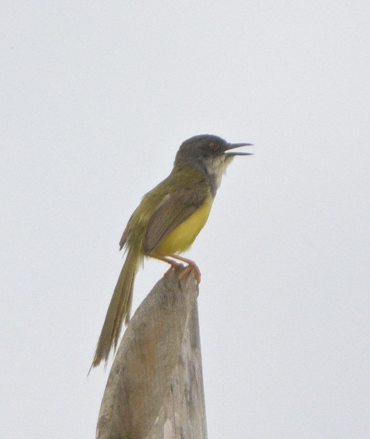 Prinia à ventre jaune - ML621748575