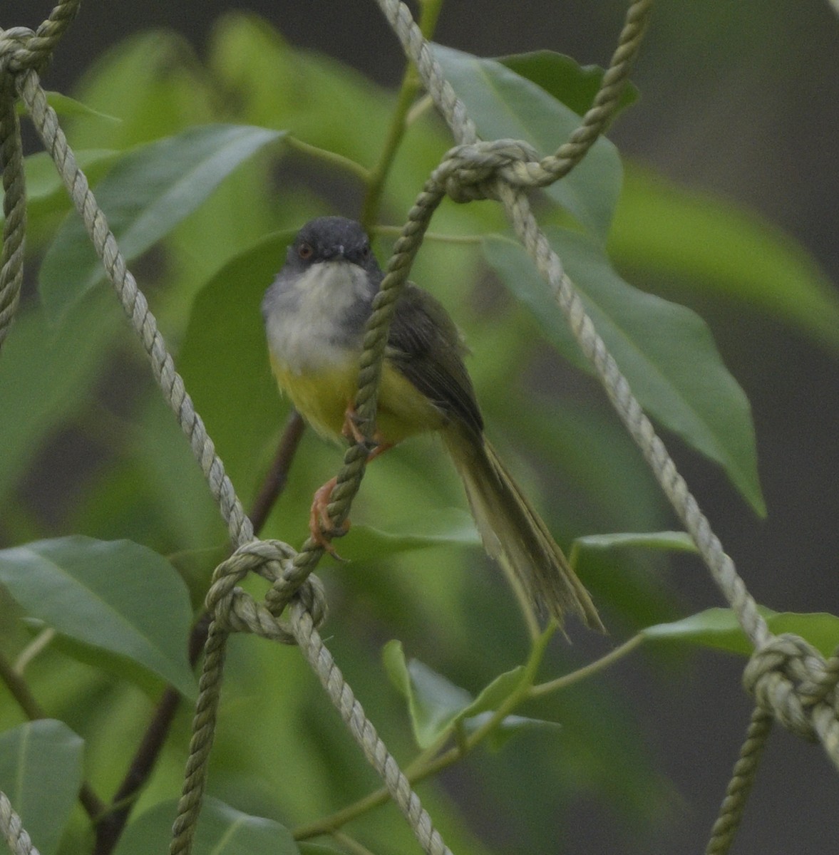 Prinia à ventre jaune - ML621748576