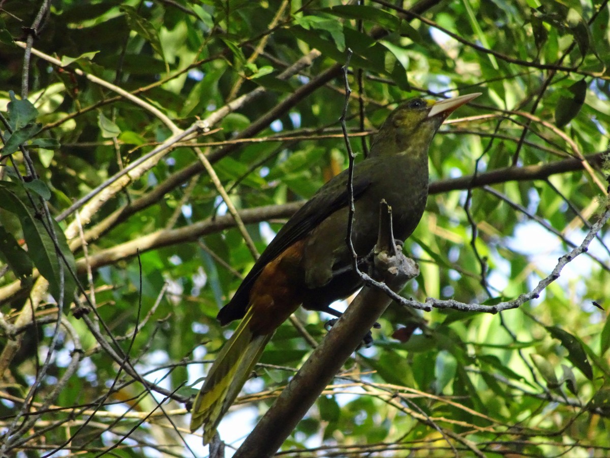 Dusky-green Oropendola - kas dumroese