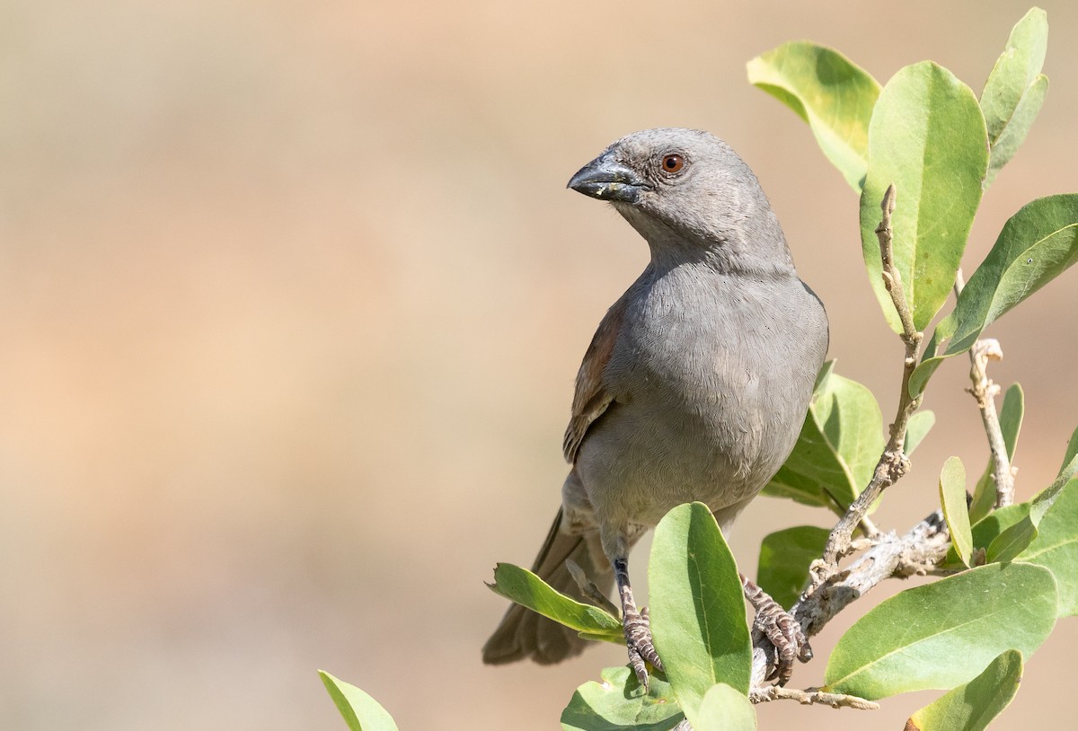 Parrot-billed Sparrow - ML621748623