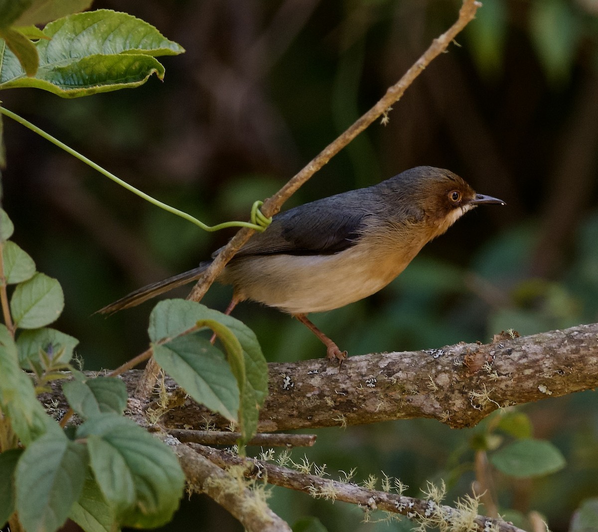Chapin's Apalis - ML621748679