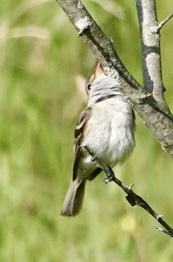 Acadian Flycatcher - Paul Pratt