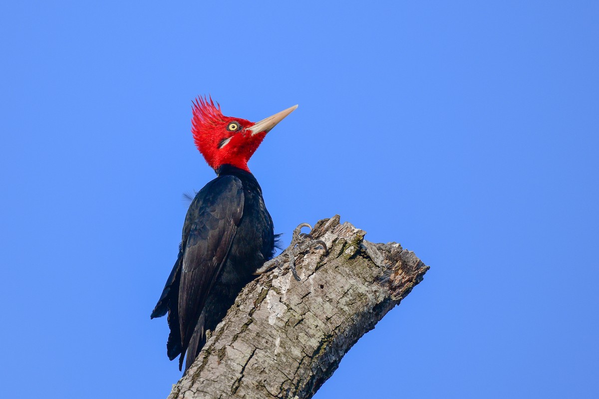 Cream-backed Woodpecker - ML621748747