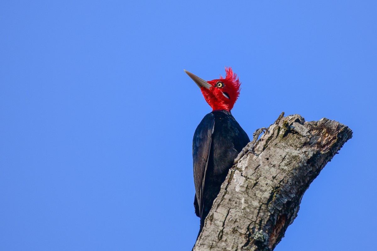 Cream-backed Woodpecker - ML621748751