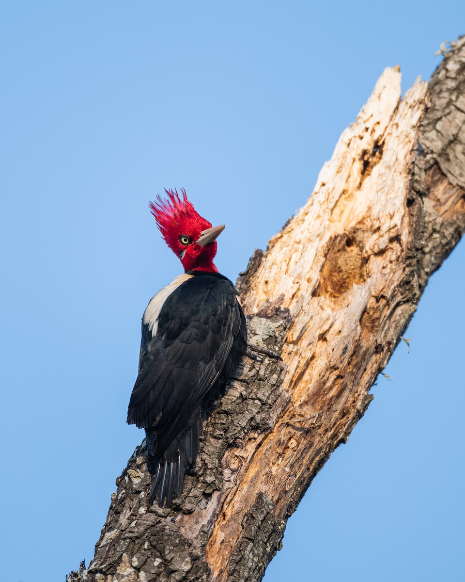 Cream-backed Woodpecker - ML621748755