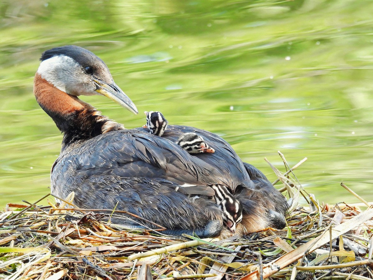 Red-necked Grebe - ML621748769