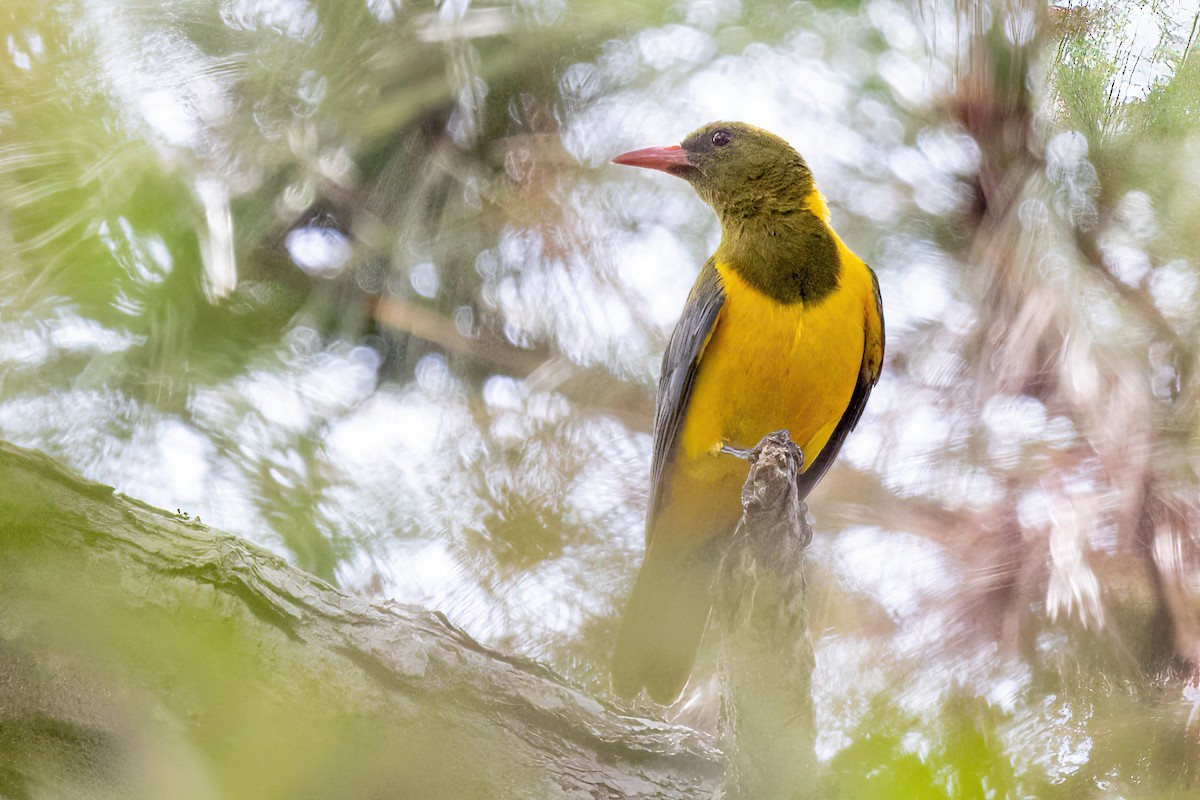 Green-headed Oriole - ML621748776