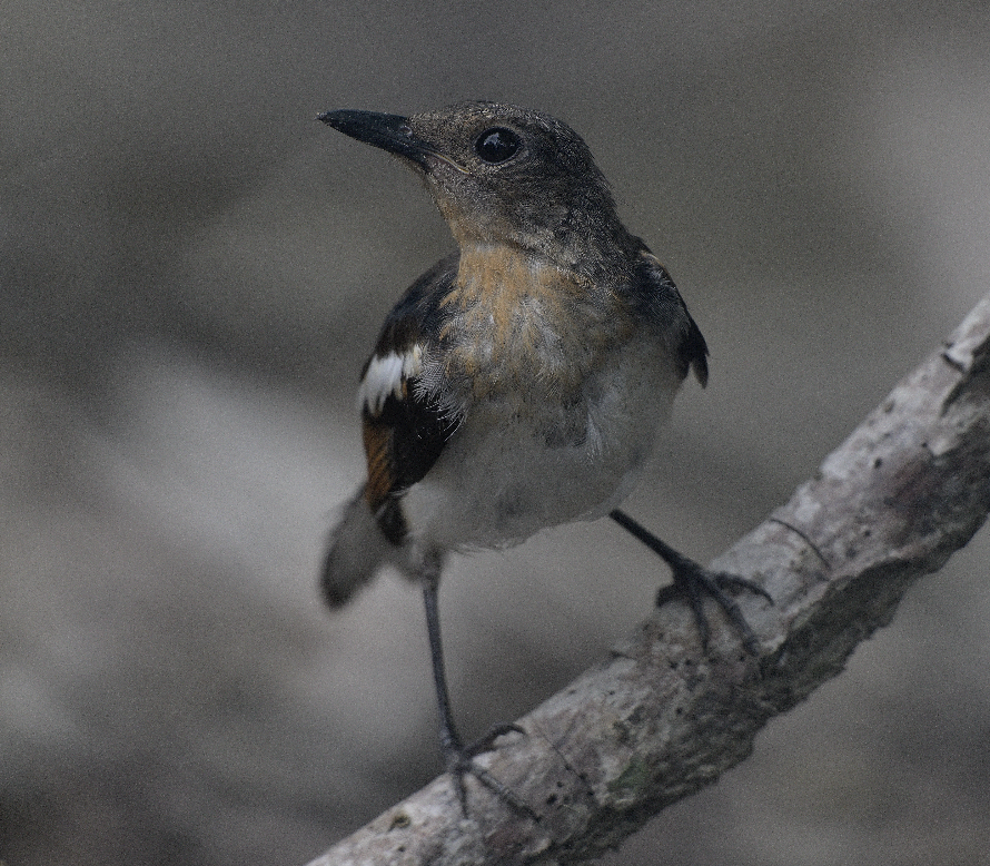 Oriental Magpie-Robin - ML621748779