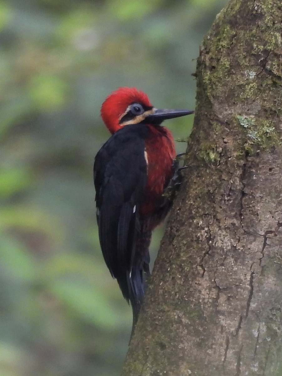Crimson-bellied Woodpecker - ML621748800