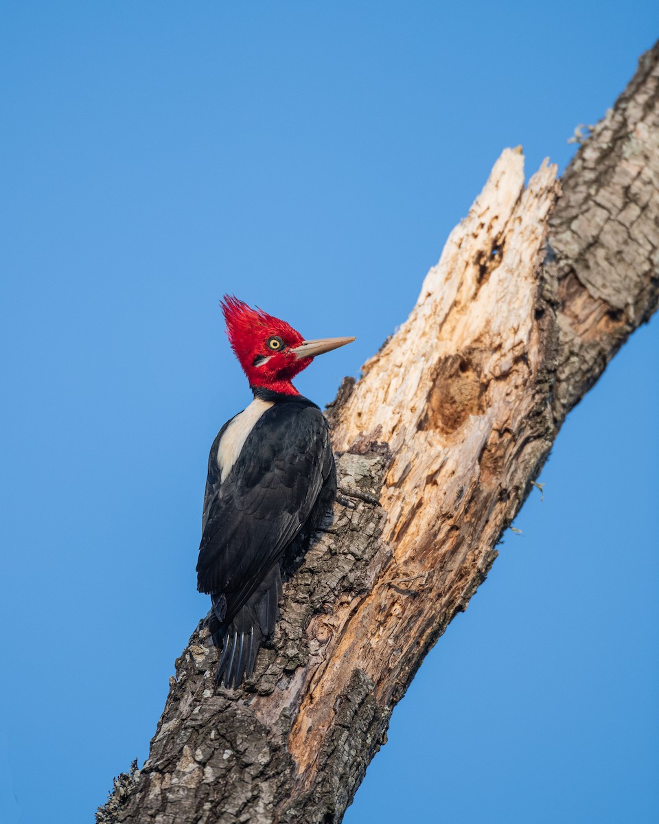 Cream-backed Woodpecker - ML621748858