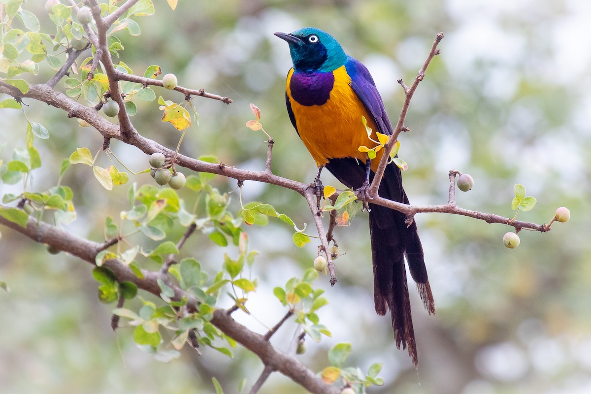 Golden-breasted Starling - ML621748887