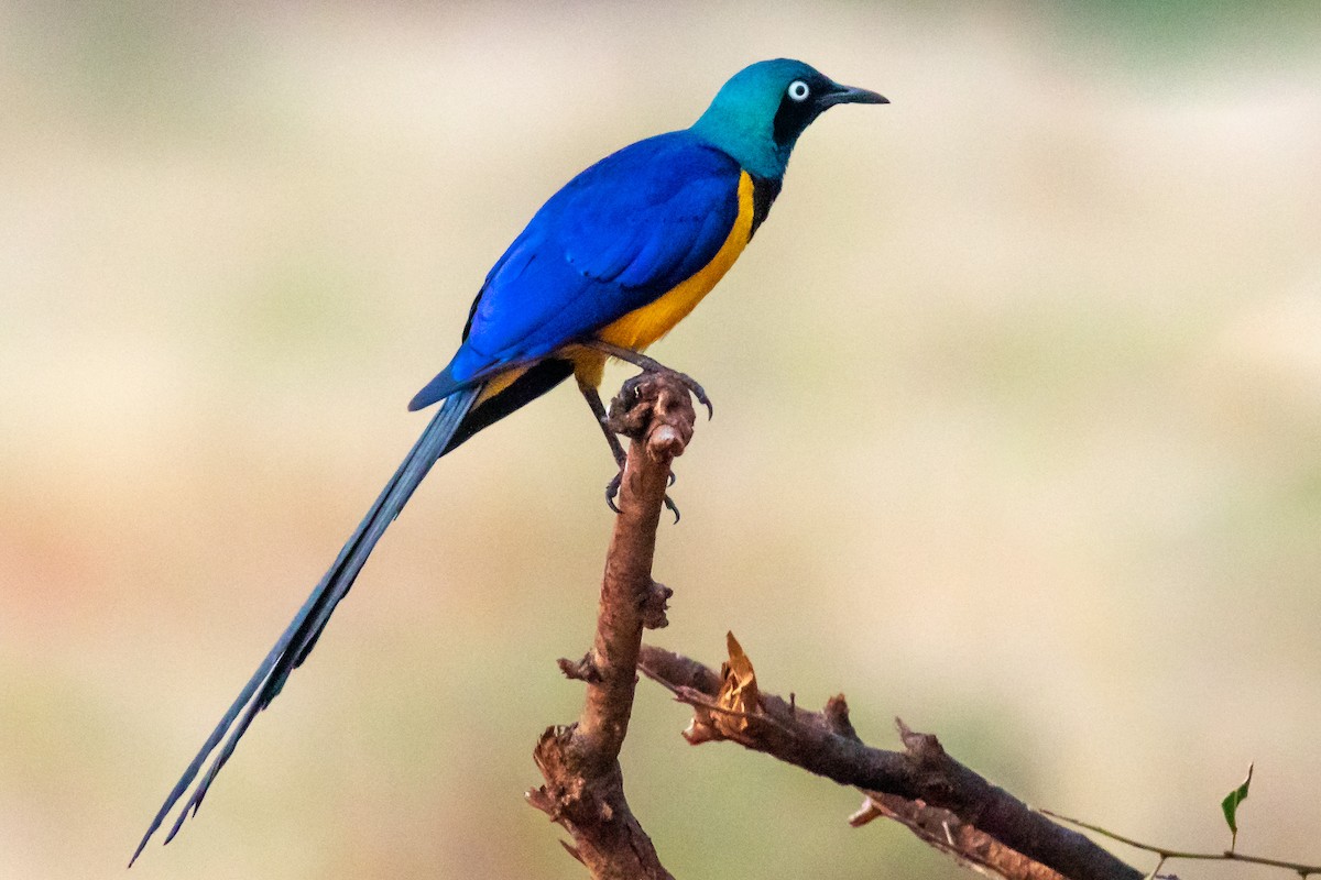 Golden-breasted Starling - ML621748888