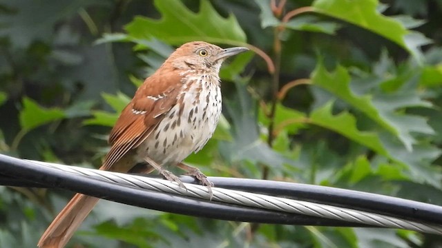 Brown Thrasher - ML621748896