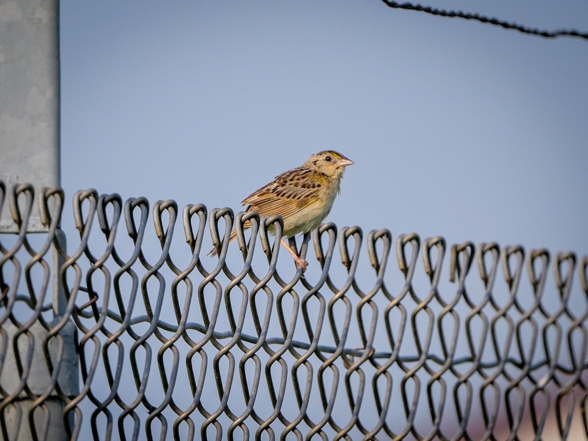 Grasshopper Sparrow - ML621748914