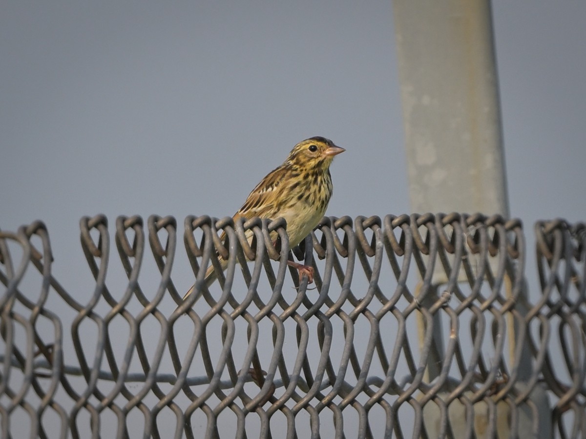 Savannah Sparrow - ML621748920