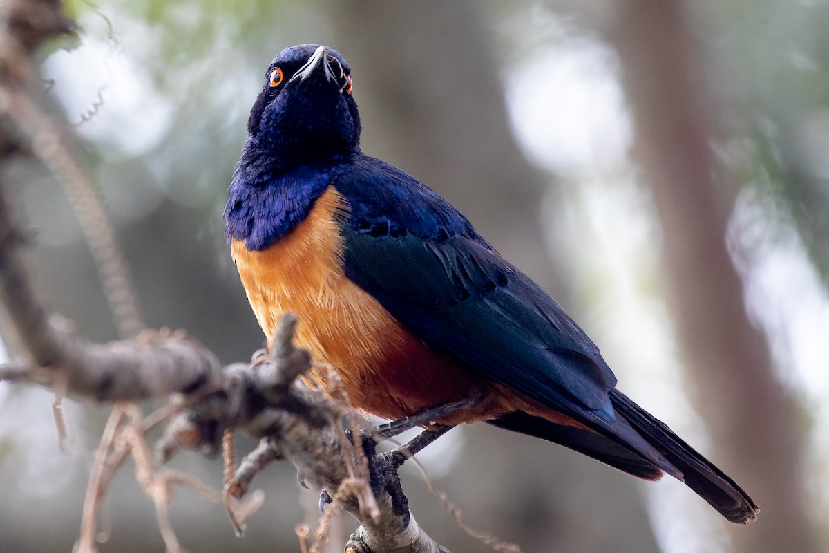 Hildebrandt's Starling - ML621748936