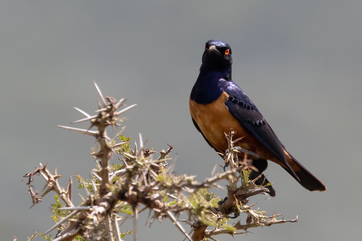 Hildebrandt's Starling - ML621748937