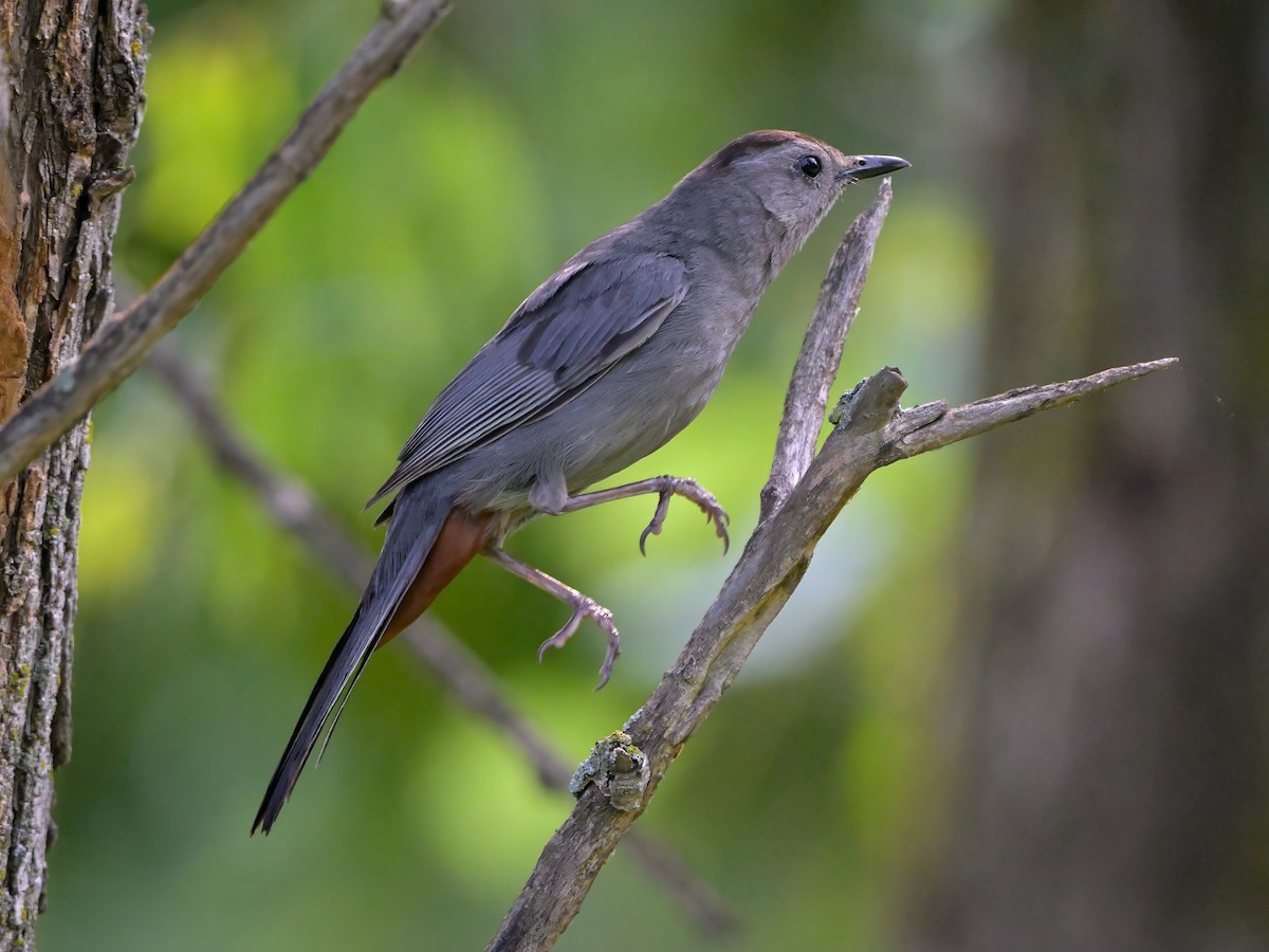 Gray Catbird - ML621748939