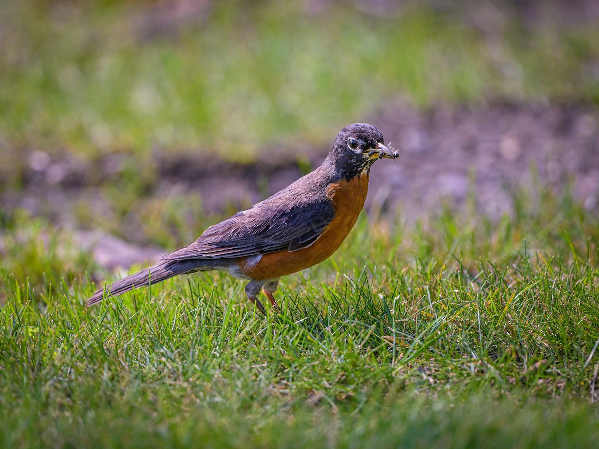 American Robin - ML621748944