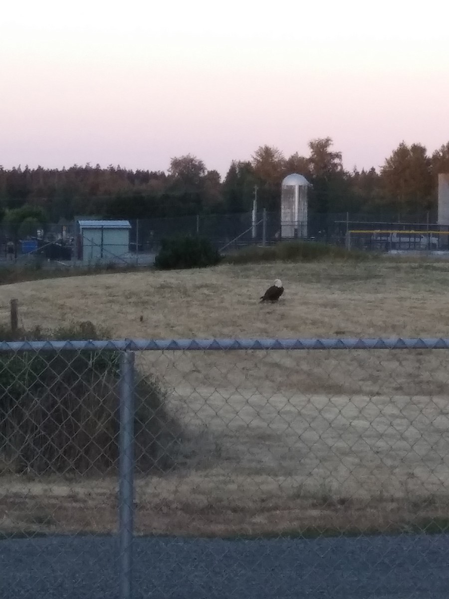 Bald Eagle - ML621748950