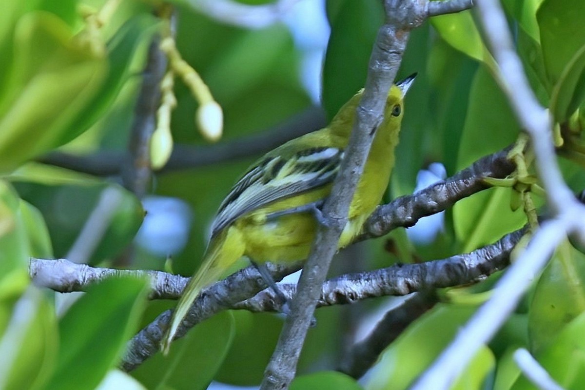 Common Iora - Leonardo Rassu