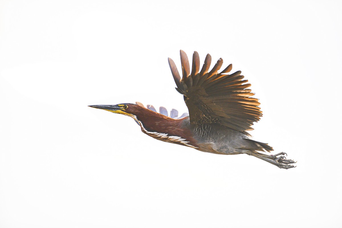 Rufescent Tiger-Heron - ML621749140