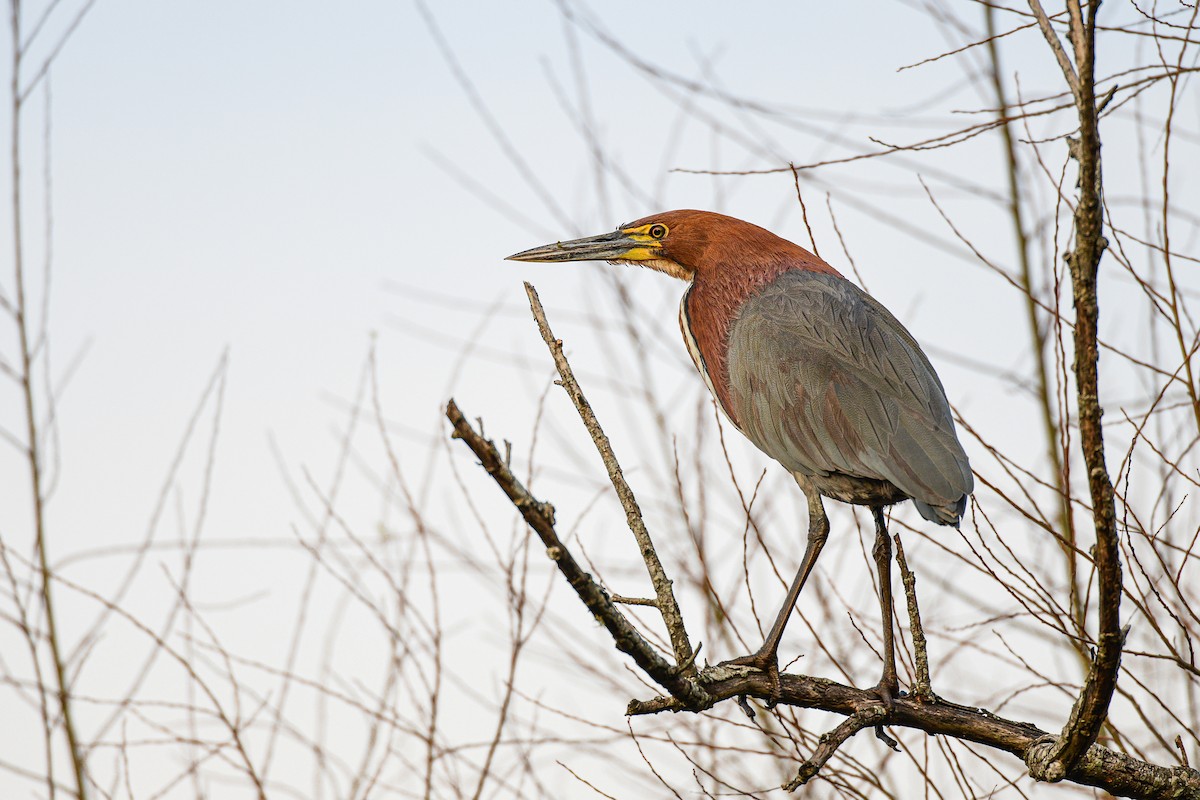 Rufescent Tiger-Heron - ML621749268