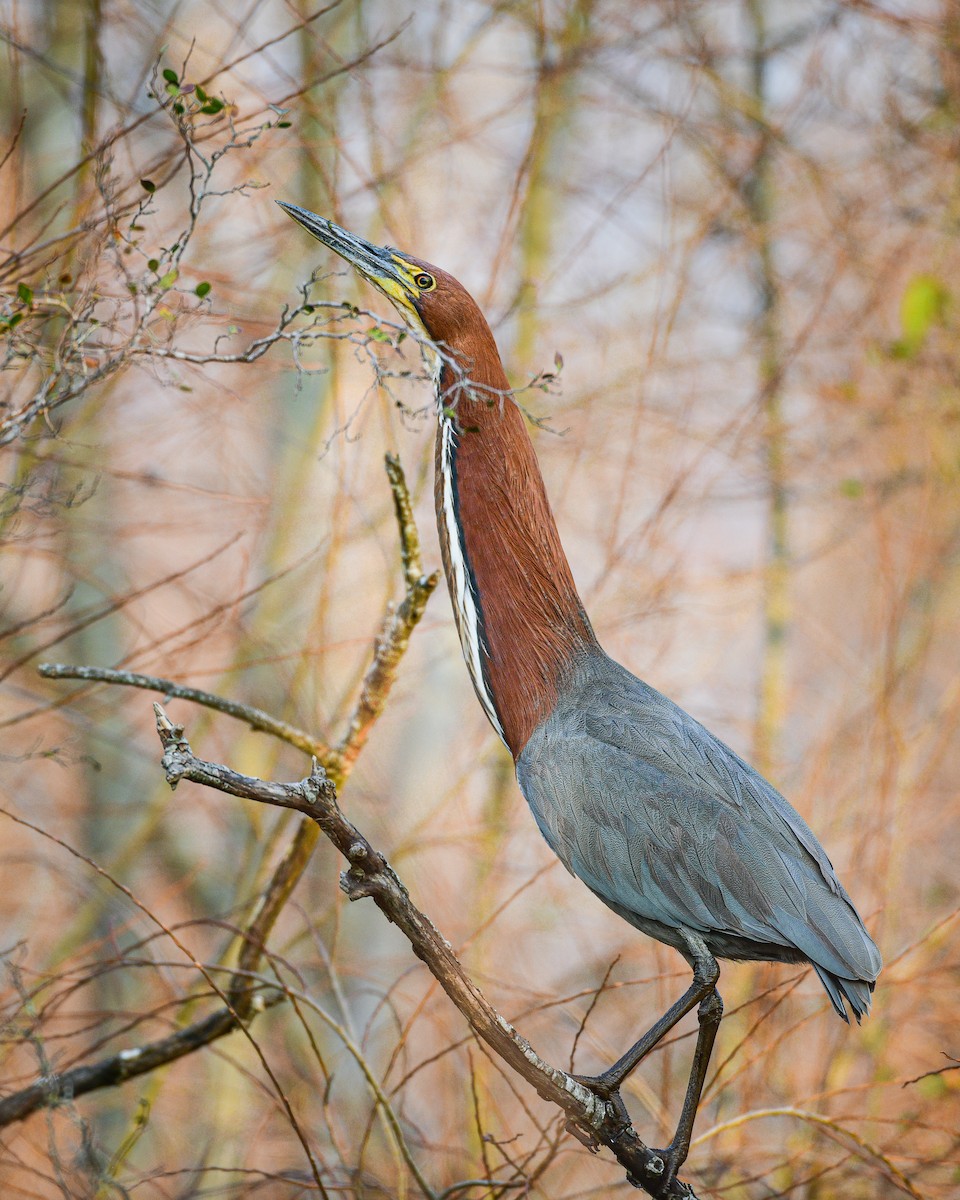 Rufescent Tiger-Heron - ML621749269