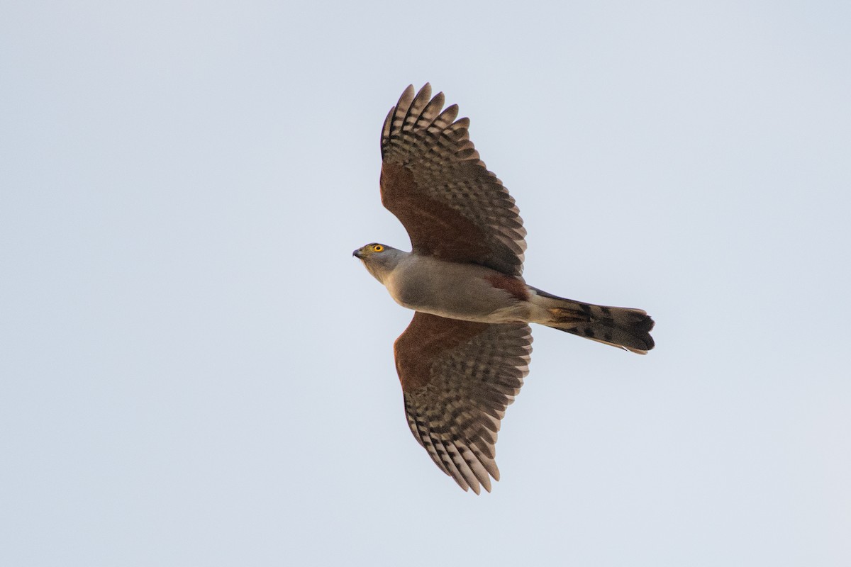 Bicolored Hawk - Mauricio  Silvera